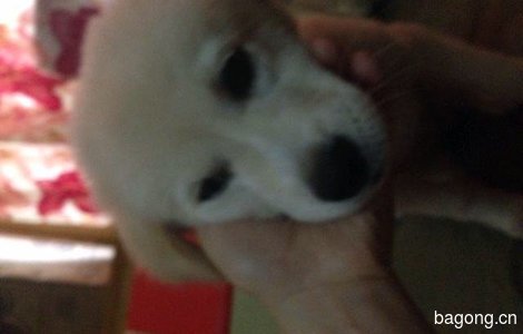 免费赠送五个月大的小白狗1