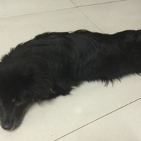 小黑狗叫萌萌，快一岁了，是个女孩儿