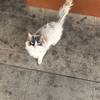 布偶猫领养