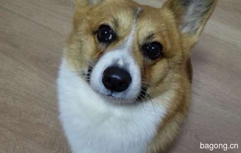 柯基犬求领养0