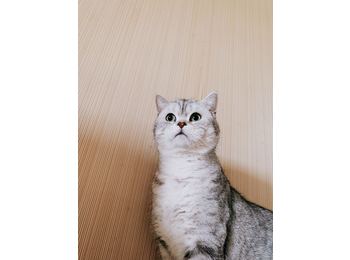 【领养】美短小猫猫寻...