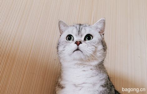 【领养】美短小猫猫寻求领养0