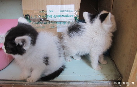 黑白小双奶猫求领养7