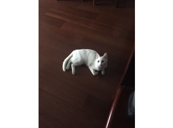 4个月白色粘人小猫咪