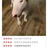 寻狗启示，于2016年12月中旬在沈...