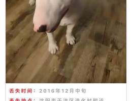 寻狗启示，于2016年12月中旬在沈...
