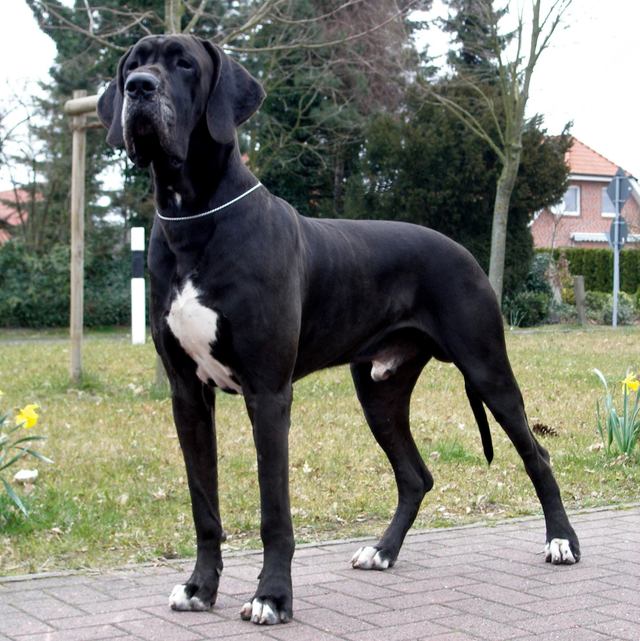 工作犬 原产地:德国 名称:大丹犬 寿命:8-10年 毛长:短毛 类型:大型