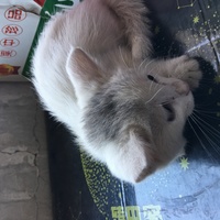 寻找有爱心的领养人