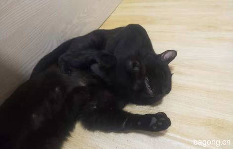 我有一只黑猫🐱 求领养3