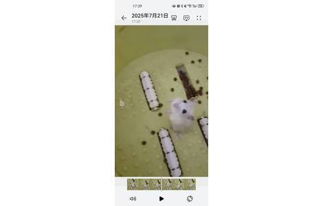 下雨天捡到的，还很活泼，小小一...
