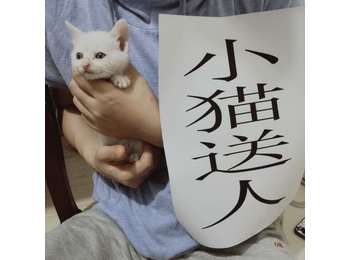 小萌猫（一个月大）求...