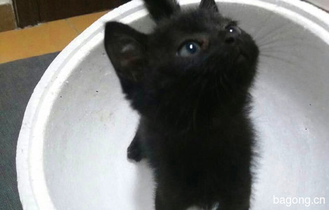 圆滚滚的小黑猫，3个月大，求靠谱爹妈领养1