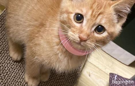 三个月大的小橘猫希望能找个有责任心的铲屎官1