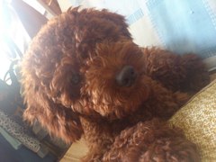 ：User_126783家的宝贝，喜欢就点个赞喽_1417092073