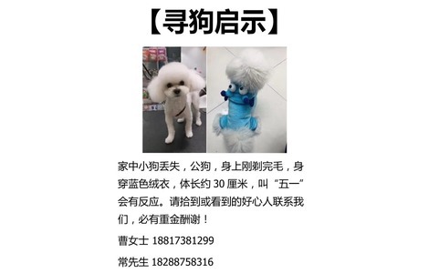 寻狗启示，1月15号在上海徐汇区...