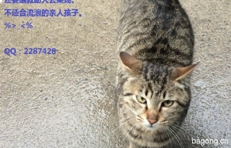 坐标上海，9只萌猫等领养，看图片，不解释！5