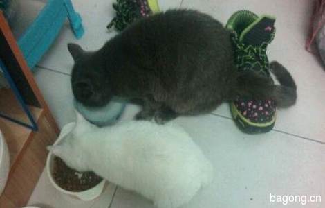 两只猫咪求领养！！！！0