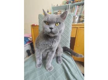 我有一只可爱的猫咪，...