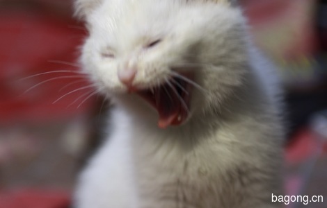 一只三个月大的小白公猫求领养1