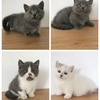 4曼基康矮脚猫找新家