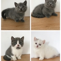 4曼基康矮脚猫找新家