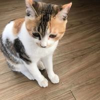 一只三花小猫