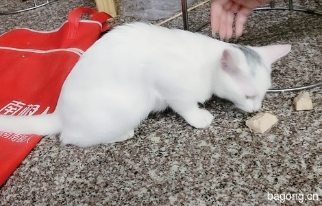 四个月小公猫印星猫白猫无偿领养1