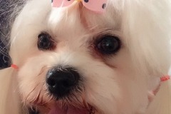 爱的宠物沙龙3
