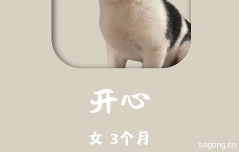 漂亮小狗狗等待领养0