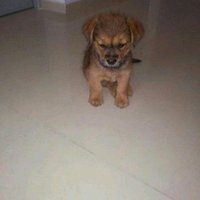 可怜小狗 找领养