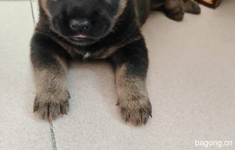 田园犬宝宝寻找幸福的家2