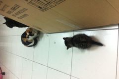 薇尼宠物俱乐部1