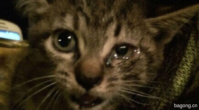 虐猫事件再爆发！谁来拯救这些生命？1