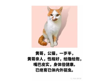 可爱的小猫咪等待领养...