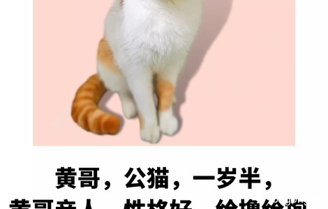 可爱的小猫咪等待领养中。。。0