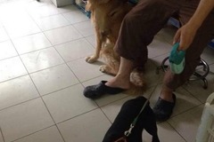 薇尼宠物俱乐部3