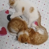有一只成年母猫和六小只猫咪求收养。