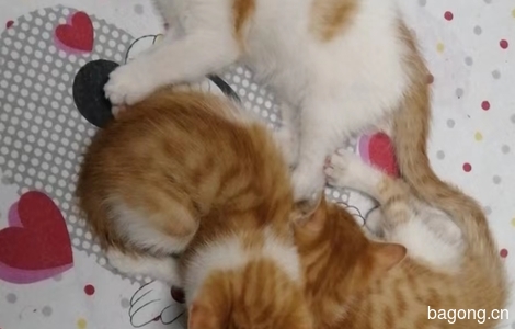 有一只成年母猫和六小只猫咪求收养。0