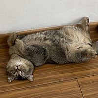 英短小公猫已绝育求爱猫人士领养