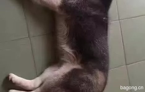 7个月大哈士奇，鸳鸯眼，三把火...