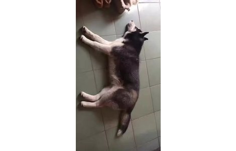 7个月大哈士奇，鸳鸯眼，三把火...