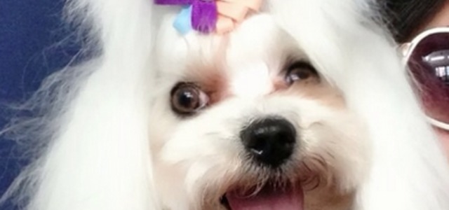爱的宠物沙龙2