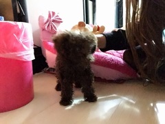 Cora：我是Cora，喜欢就点个赞喽