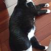 一岁奶牛猫求领养