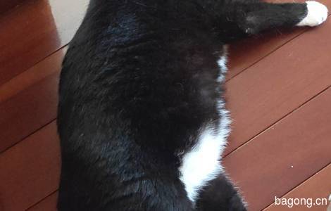 一岁奶牛猫求领养4