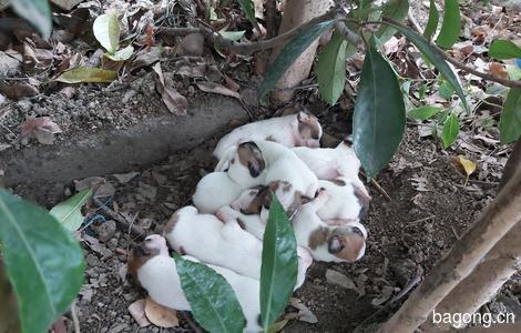 求爱心领养，园区小狗生了8只宝宝，1周大（中小型犬） 急！1