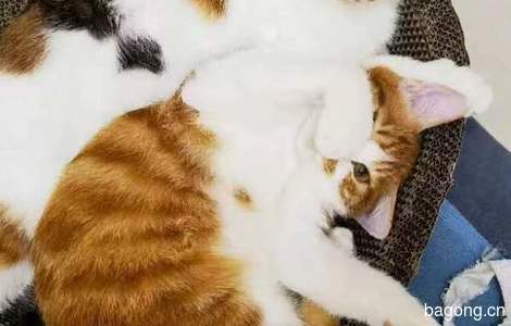 两只小猫一公一母4