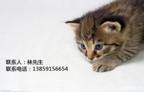 #厦门流浪猫领养#2