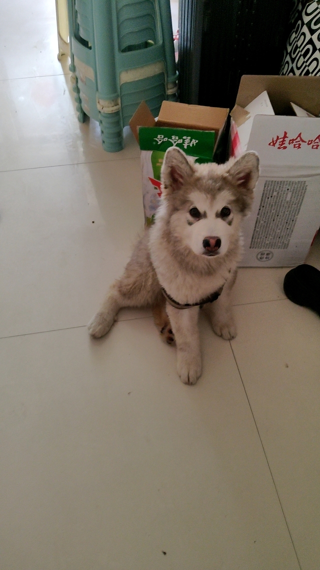 我是小柒，喜欢就点个赞喽