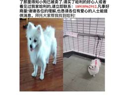 寻狗启示，哈利，是条公的博美犬...